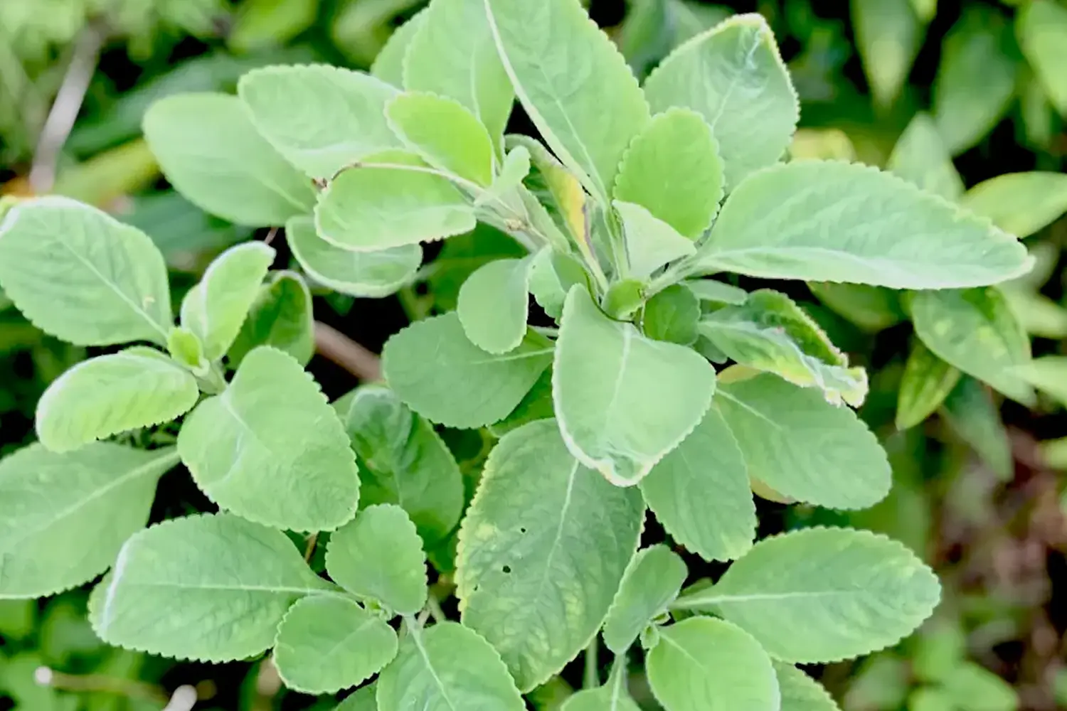 石垣島長寿薬草園